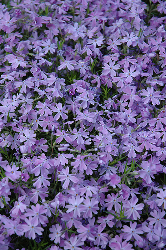 Phlox Emerald Blue