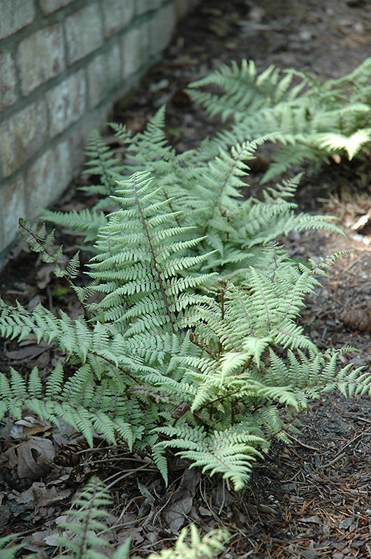 Fern Painted Ghost