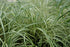 Carex Evergold