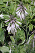 Hosta Francee