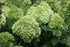 Hydrangea Limelight Prime®