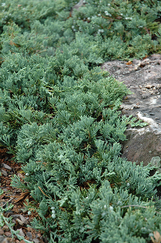 Juniper Blue Rug