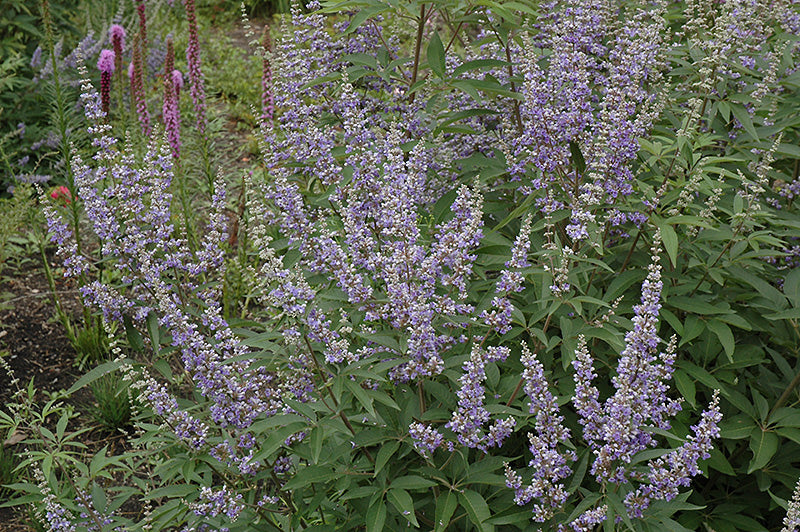 Vitex Purple Bush Form