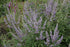 Vitex Purple Tree Form