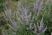 Vitex Purple Tree Form