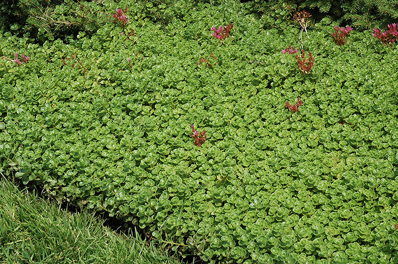 Sedum John Creech