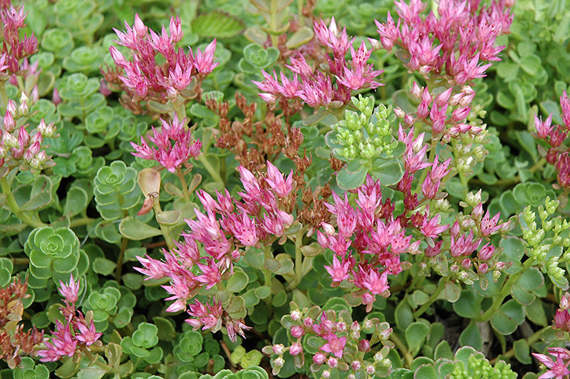 Sedum John Creech