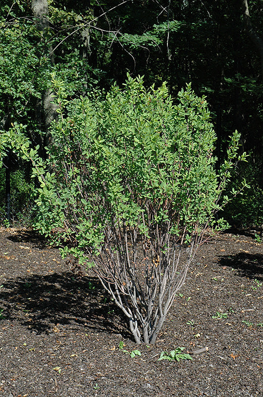 Serviceberry Rainbow Pillar® Single Stem