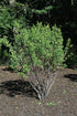 Serviceberry Rainbow Pillar® Single Stem