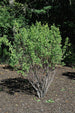 Serviceberry Rainbow Pillar® Single Stem