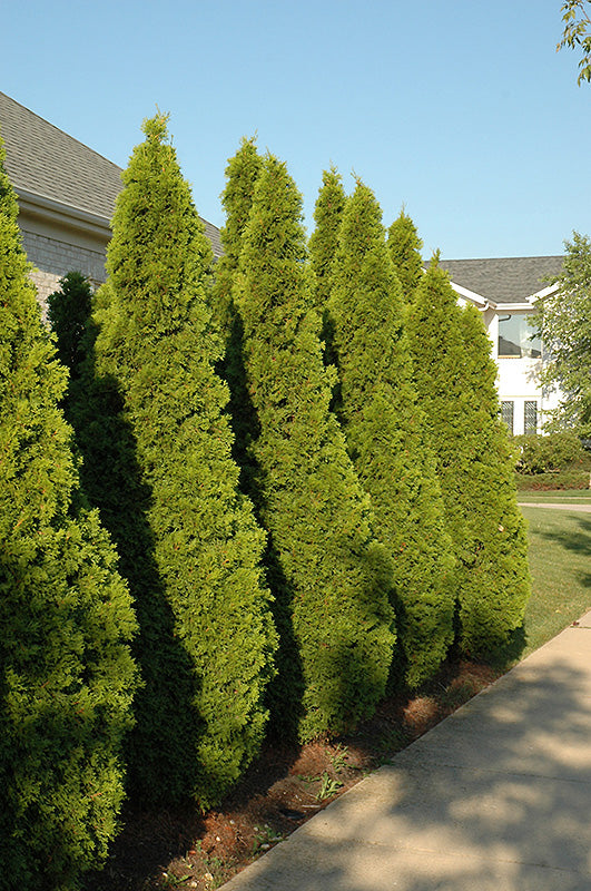 Arborvitae Emerald