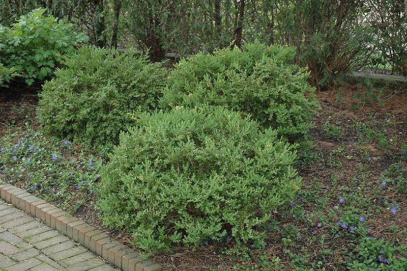 Boxwood Wintergreen