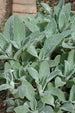 Lamb'S Ear Helene Von Stein