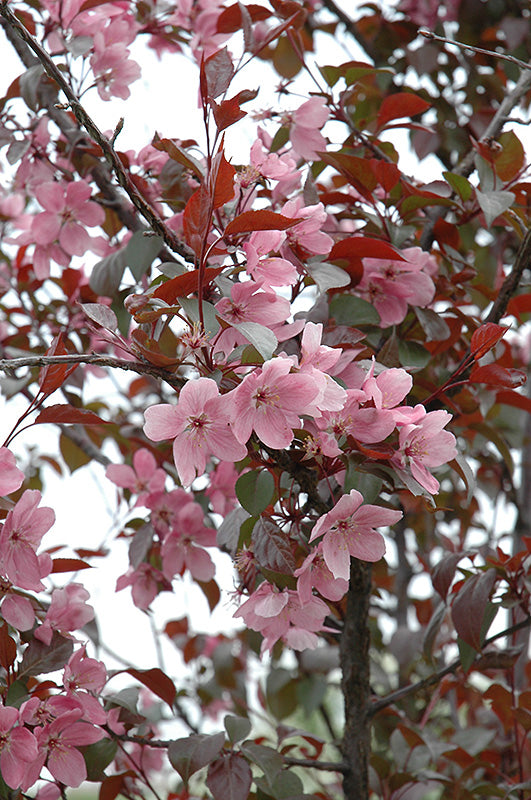 Crabapple Perfect Purple