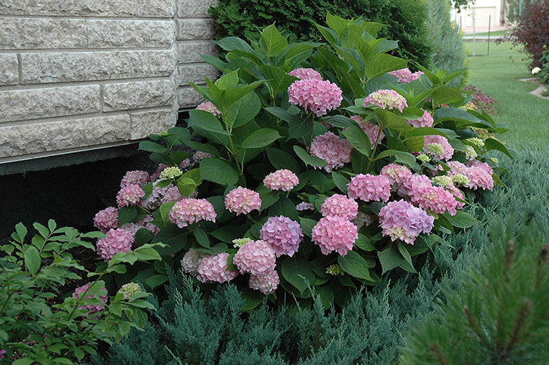 Hydrangea Endless Summer® The Original