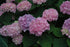 Hydrangea Endless Summer® The Original