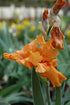 Iris German Firebreather- Orange