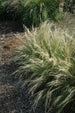 Grass Mexican Feather (Ponytail Stipa)