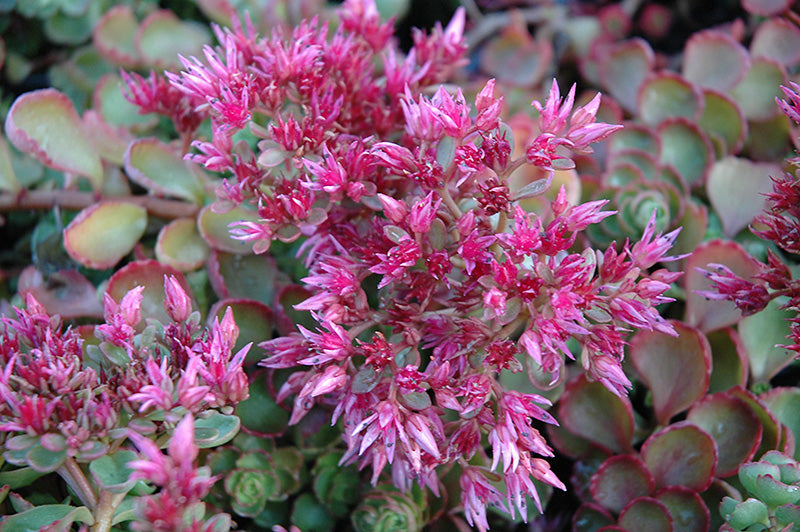 Sedum Fuldaglut (Fireglow)