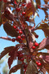 Crabapple Royal Raindrops