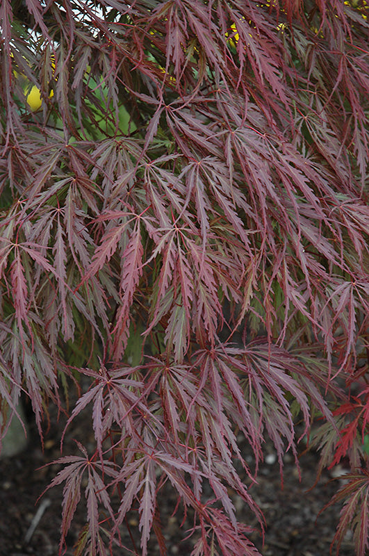 Maple Japanese Tamukeyama