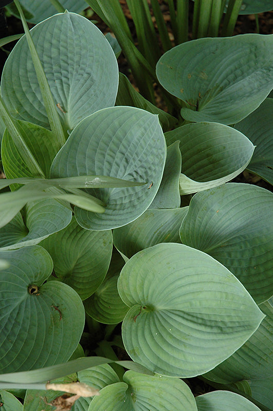 Hosta Hadspen Blue