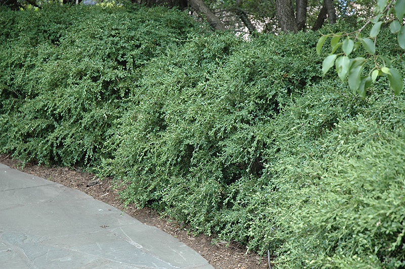 Boxwood Wintergreen