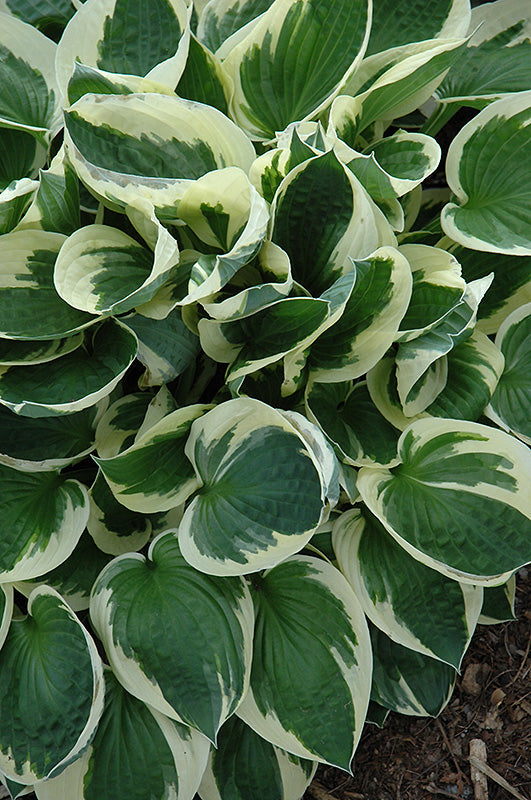 Hosta Patriot