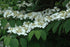 Viburnum Shasta Doublefile