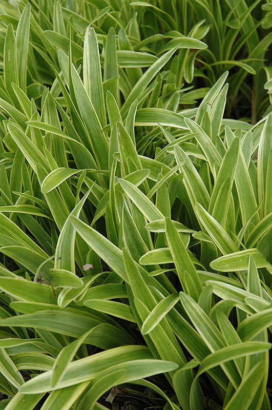 Liriope Variegated