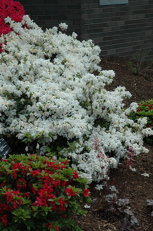 Azalea Delaware Valley- White