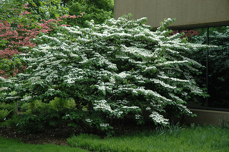 Viburnum Shasta Doublefile