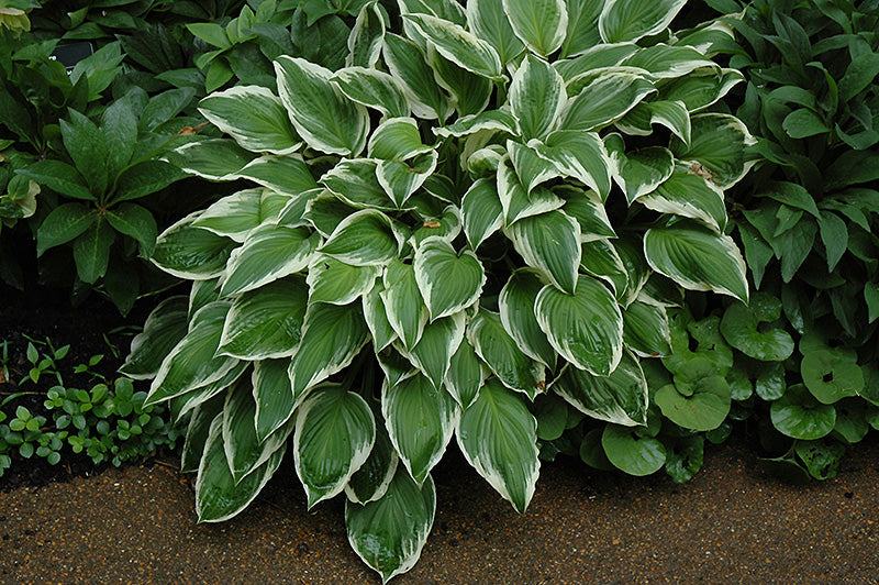 Hosta So Sweet