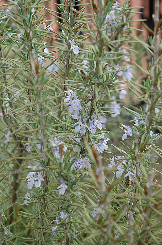 Rosemary Arp (Upright)