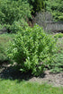 Dogwood Red Twig Artic Fire