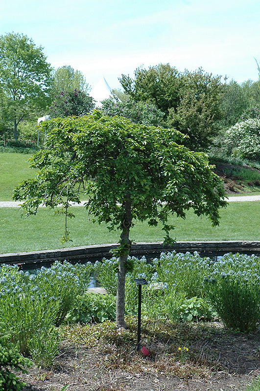 Cherry Snow Fountain Tree