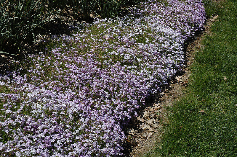 Phlox Emerald Blue