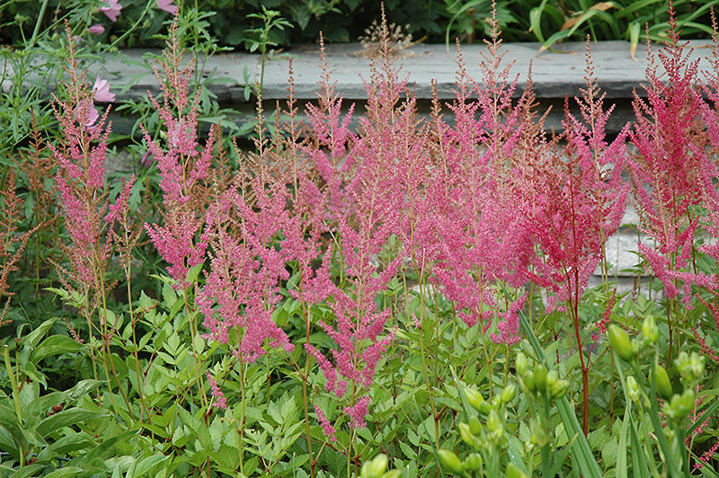 False Spirea Vision Pink