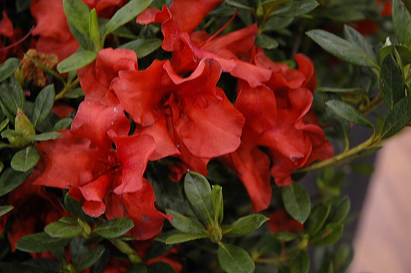 Azalea Encore® Autumn Bravo®*