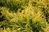 Cypress Gold Mop