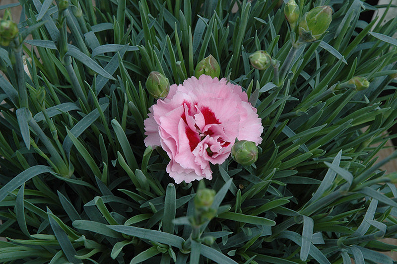 Dianthus Scent First® Raspberry Surprise