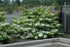 Viburnum Shasta Doublefile