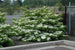 Viburnum Shasta Doublefile