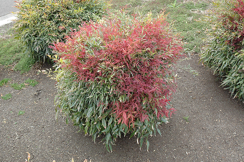 Nandina Burgundy Wine