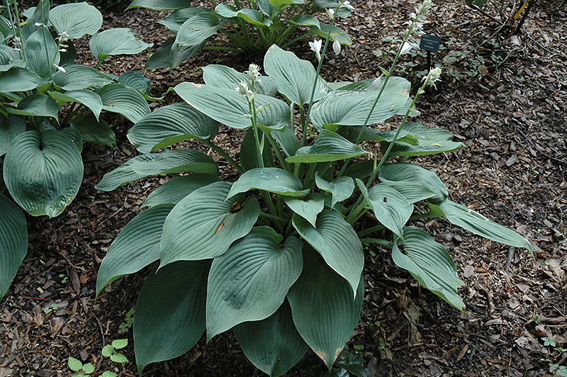 Hosta Blue Angel