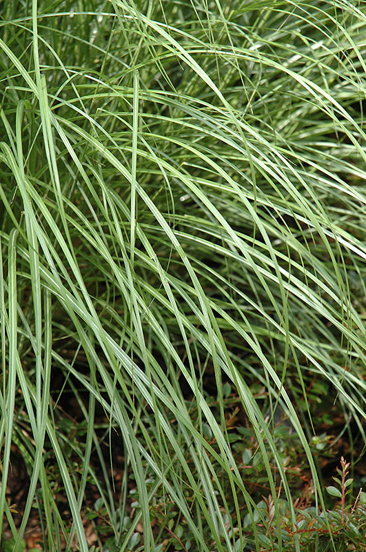 Grass Maiden Little Kitten