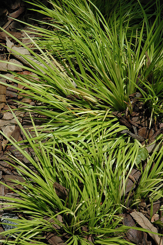 Sweet Flag Golden Variegated Dwarf