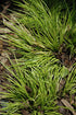 Sweet Flag Golden Variegated Dwarf