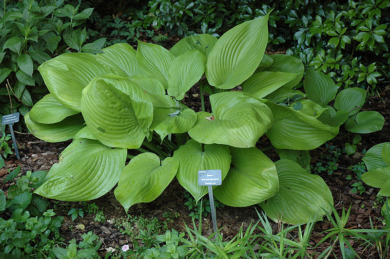 Hosta Sum And Substance