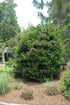 Ligustrum Waxleaf